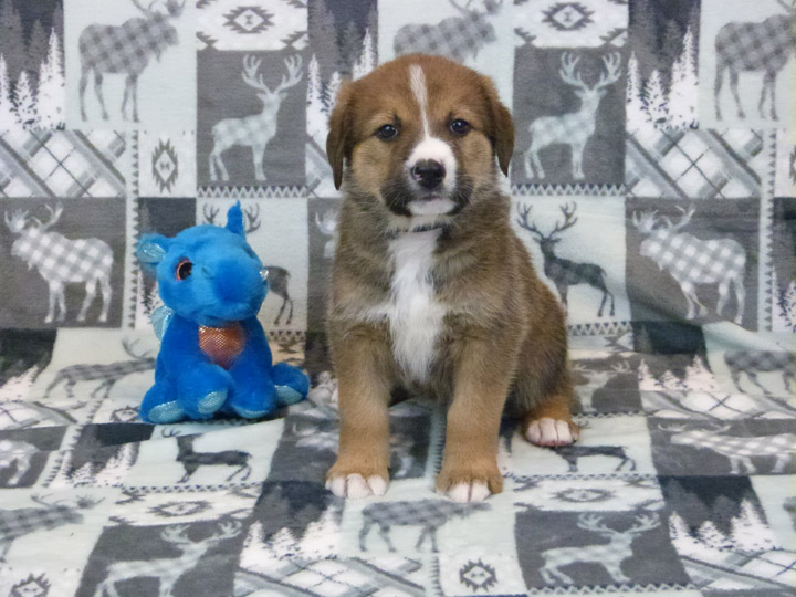chinook puppy